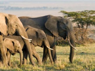 Wildlife Safaris in Africa